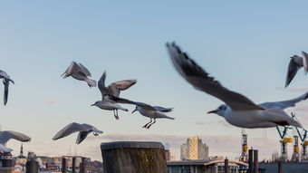 爱游戏下载-澳大利亚乒乓球未来的目标：在全球比赛中稳步前行，澳大利亚乒乓球选手  第2张